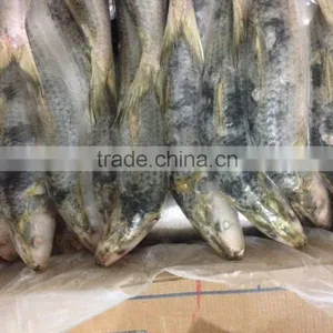 Frozen Sardine Fish for Tuna Bait thumbnail-5