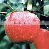 Top Red Apple thumbnail-1
