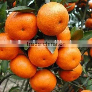Supply Orange thumbnail-1