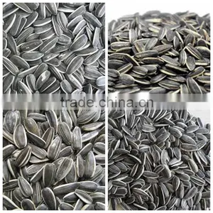 Bulk Organic Sunflower Seeds Confectionery Sunflower Seeds Turkish Sunflower Seed thumbnail-2