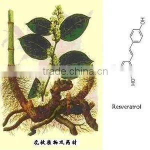 GMP Natural High Quality Tran-Resveratrol/Giant Knotweed Extract Powder thumbnail-3