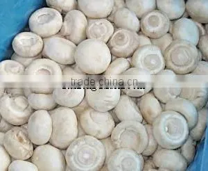 Good Quality Frozen IQF King Oyster Mushroom Pieces thumbnail-3