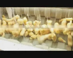 MSTP-80 Potato Carrot Vegetable Root Washing and Peeling Machine thumbnail-5