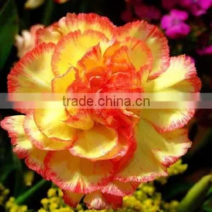 Real Touch Carnation Flowers Cut for Wholesale thumbnail-5