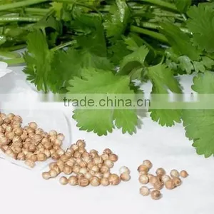 CORIANDER SEED OIL thumbnail-5