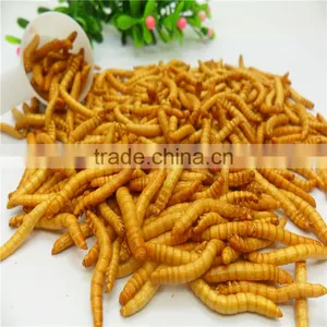 Premium Freeze Dried Mealworms For Bird Food;Natural Mealworms thumbnail-1