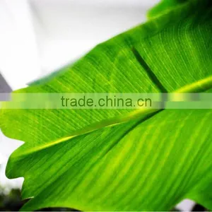 Y8463-7-1LS ( 2014 Hot Sale Factory Direct Extra Large Banana Trees for Hotel Decoration ) thumbnail-3