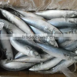 Frozen Pacific Saury #3 #4 thumbnail-1