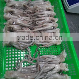 Frozen Tweed Bait Squid Heads thumbnail-5