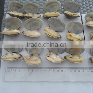 Cooked V-packed Short Necked Clam thumbnail-1