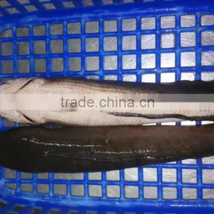 Snakehead thumbnail-1
