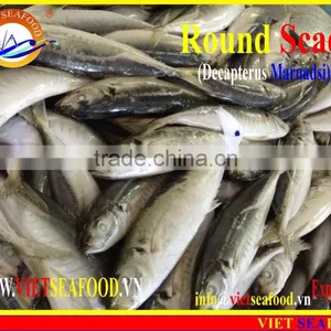 FROZEN MARUADSI (ROUND SCAD) thumbnail-2