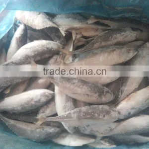 Whole Round Fish Frozen Hard Tail Scad for Market thumbnail-2