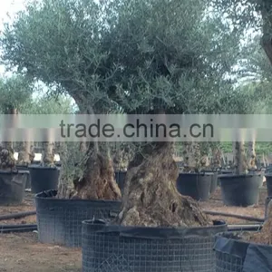 Olive Tree - Olea Europaea Regional Ejemplar thumbnail-3