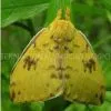 Male Silk Moth Extract thumbnail-1