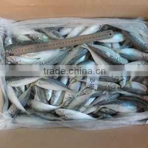 High Quality Horse Mackerel(Decapterus Maruadsi) 120-160 Pcs thumbnail-3