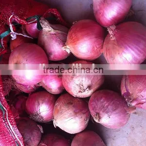 2016 New Crops Red Onion thumbnail-2