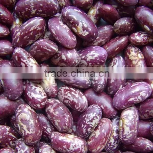 New Crop Bulk PSKB Beans thumbnail-5