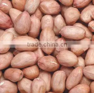 Blanched Groundnut Kernels thumbnail-1