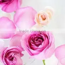 Fresh Rose Absolute thumbnail-1