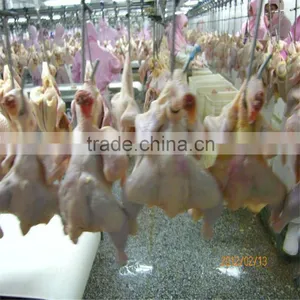 Frozen Halal Whole Chicken Without Head,neck,liver,feet thumbnail-1