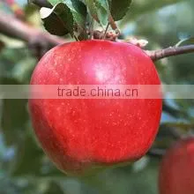 FRUITS thumbnail-1