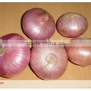Fresh Onion Packing in Mesh Bag for Onion Importer From Dubai thumbnail-2