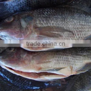High Quality Gutted Scaled Frozen Fish Whole Tilapia thumbnail-1