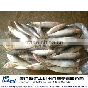 Frozen Sardine for Tuna Bait thumbnail-1