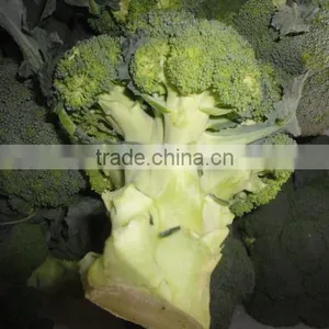 Chinese Fresh Broccoli thumbnail-1