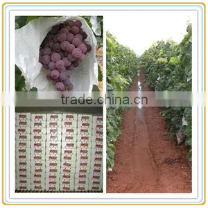 Fresh Fruits of Red Global Grape thumbnail-2