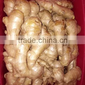 AIR DRY GINGER With 13kg Pvc Boxes thumbnail-2