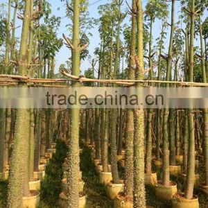 Gossampinus Malabarica Cotton Trees Seedling From China thumbnail-1