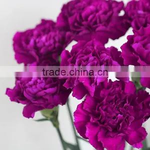 Fresh Cut Flowers Carnation Varieties Flowers thumbnail-3