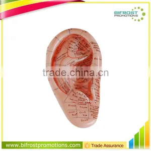 17cm Medical Biological Model Teaching Aids Ear Acupuncture thumbnail-1