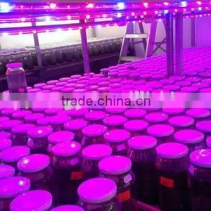 Grow Shop China Wholesaler Growing Led Light for Plant Growth,grow Light for Microgreens thumbnail-3