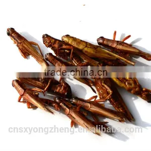 Dried Grasshopper For Bird Food thumbnail-3