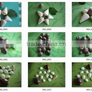 Sea Shell Conch Shell of Shell Animals thumbnail-2