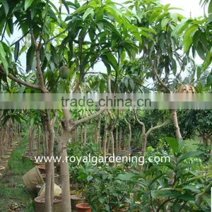 Mangifera Indica Landscaping Trees thumbnail-3