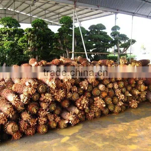Cycas Revoluta thumbnail-1