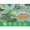 Siberian Ginseng Extract thumbnail-1