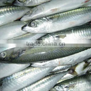 WR Frozen Pacific Mackerel thumbnail-2