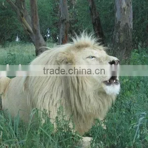 3D Lion Pictures Printing thumbnail-1