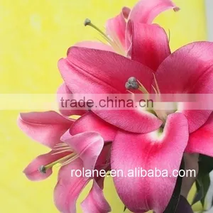 Cheap And Good China Hot Selling Fresh Cut Lilium From YUNNAN Planting Base thumbnail-4