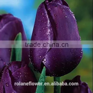 Best Selling Women's Day Gift Mulberry Tulip Fresh Cut Flowers thumbnail-4