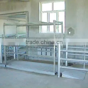 Hot Sale Lve Cattle Weighting Poultry Slaughter thumbnail-1