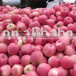 Top Fresh Fuji Apple for Indian Delicious Fuji Apple thumbnail-6