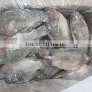 New Catching Frozen Fish Whole Round Tilapia thumbnail-1