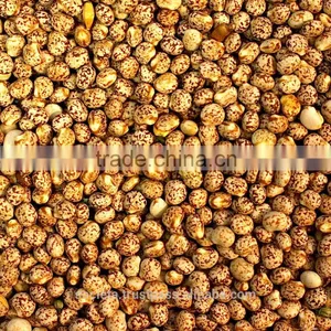 Australian Speckled Lupins thumbnail-1