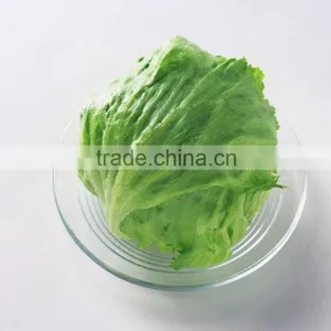 Freezed Leaf Lettuce Iceberg Type Lettuce Grade One Vegetable in Yunnan thumbnail-4